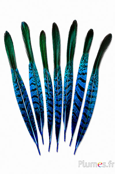 Fazant Lady Armherst - 20-23 cm - blauw-zwart